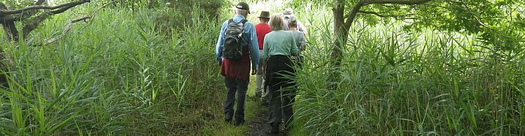 Westwood Marshes and Lodge